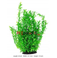 Anacharis Hydrocharitacea Large
